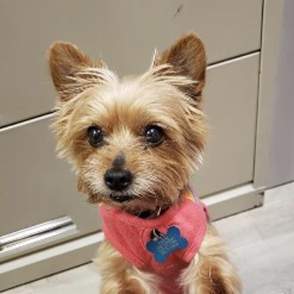 Phoebe Certified Therapy Dog Photo
