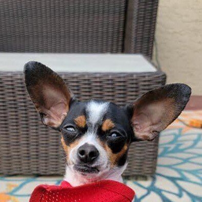 Bennie The Trouble Maker Photo